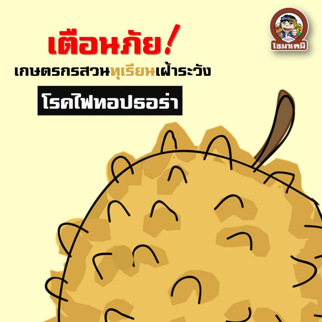 โรคไฟทอปธอร่า หรือ โรครากเน่าโคนเน่า