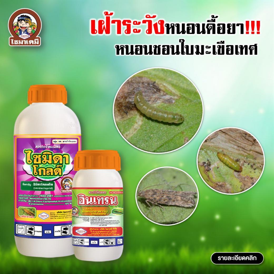 เฝ้าระวัง​หนอนดื้อยา!!! ศัตรูพืช​ตัวใหม่