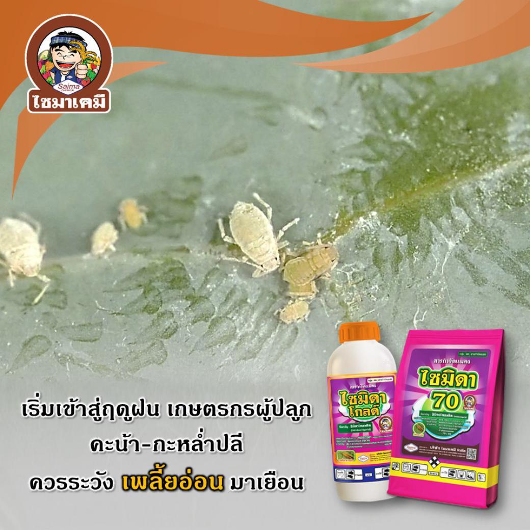 เพลี้ยอ่อน