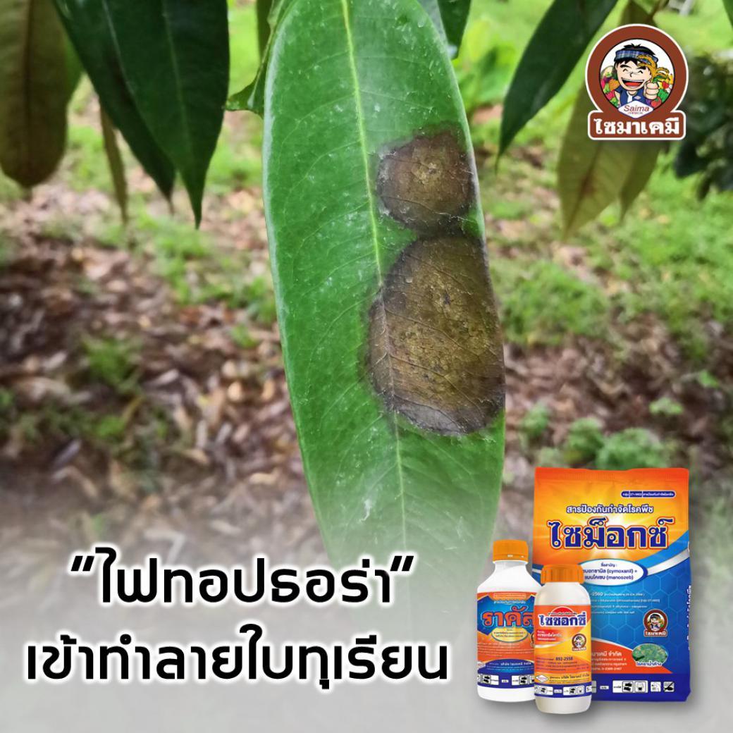 โรคไฟทอปธอร่า​เข้าทำลายใบทุเรียน​