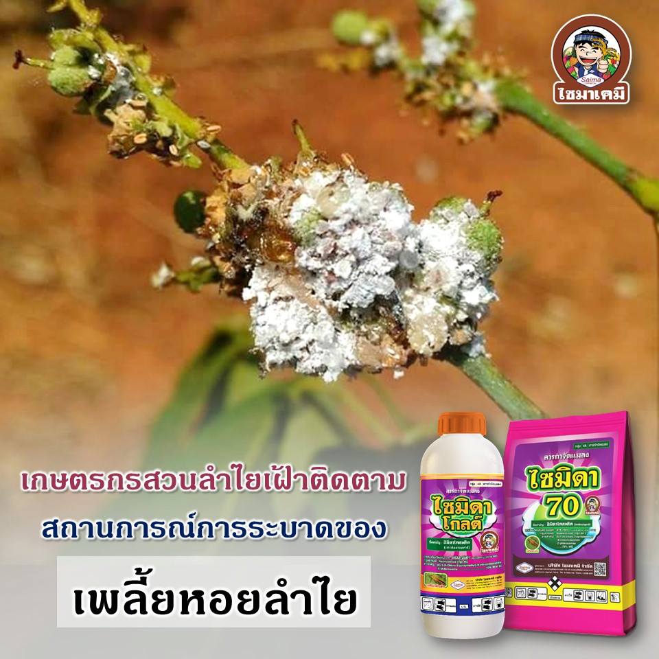 เพลี้ยหอยลำไย