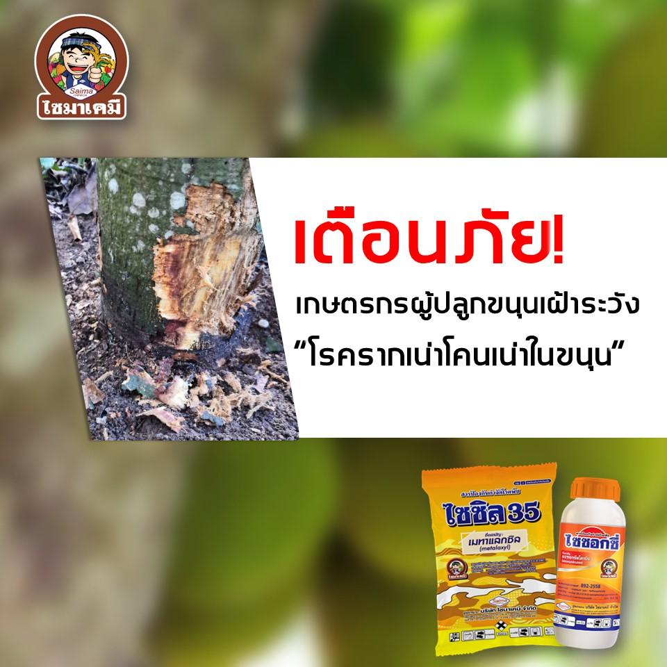 โรครากเน่า​โคน​เน่า​ในขนุน