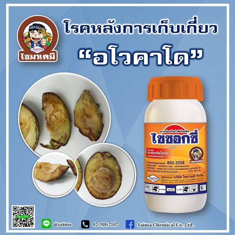 โรคหลังการเก็บเกี่ยว "อโวคาโด"