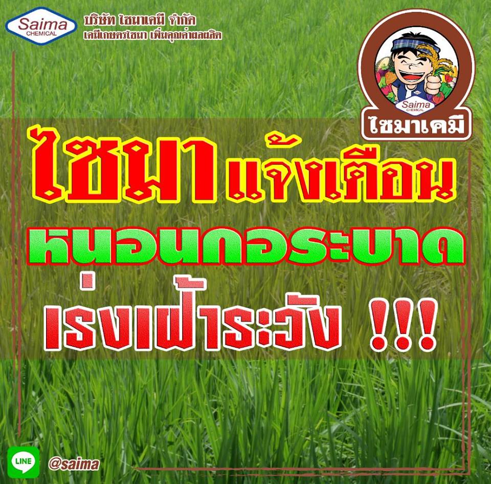 หนอนกอ