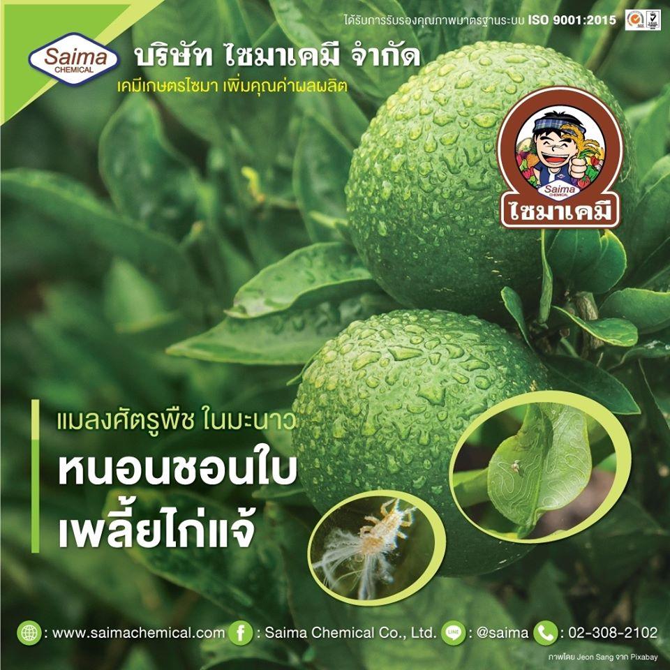 หนอนชอนใบส้มและเพลี้ยไก่แจ้ส้ม ในมะนาว